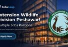 Extension Wildlife Division Peshawar Jobs